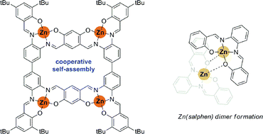 Cooperative self-assembly of a macrocyclic Schiff base complex