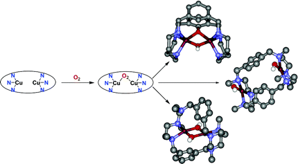 Cu(II) hexaaza macrocyclic binuclear complexes obtained from the reaction of their Cu(I) derivates and molecular dioxygen