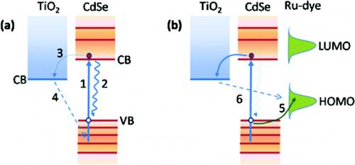 Fast regeneration of CdSe quantum dots by Ru dye in sensitized TiO2 electrodes