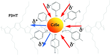 Interfacial charge transfer dynamics in CdSe/dipole molecules coated quantum dot polymer blends