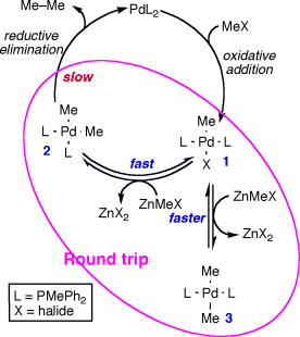 Palladium round trip in the Negishi coupling of trans-[PdMeCl(PMePh2)2] with ZnMeCl: An experimental and DFT study of the transmetalation step
