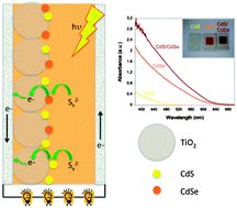 Photo-induced charge transfer dynamics in efficient TiO(2)/CdS/CdSe sensitized solar cells