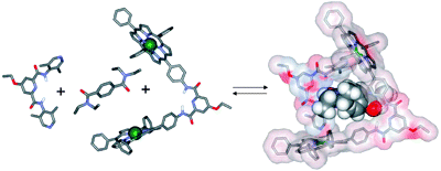 Self-Assembly, binding, and dynamic properties of heterodimeric porphyrin macrocycles