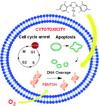 Toxicity of copper(I)–NHC complexes against human tumor cells: Induction of cell cycle arrest, apoptosis, and DNA cleavage
