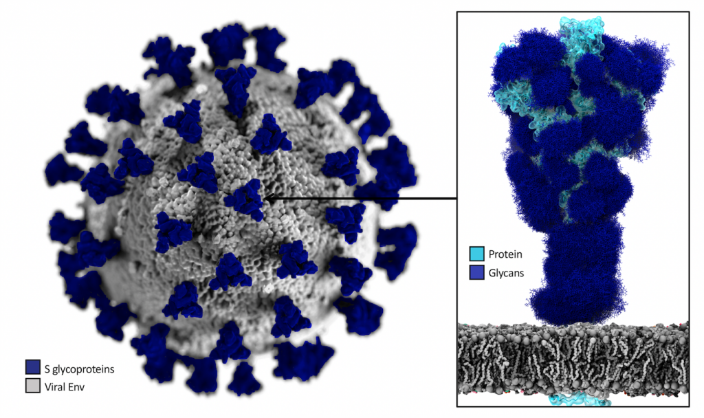 Graphical representation of the SARS-CoV-2 virus surface (grey) with the spike (S) proteins highlighted in blue. Dr. Elisa Fadda’s (Maynooth University) studies on the role that glycosylation plays in SARS-CoV-2 have partially been made possible by a PRACE allocation of 15.84 million core hours on the Marconi100 supercomputer. Credit: Dr. Elisa Fadda (Maynooth University)PRACE allocation of 15.84 million core hours on the Marconi100 supercomputer.